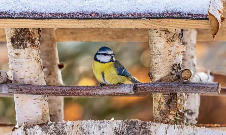 blaumeise-vogel-vogelhaus-winter.jpg