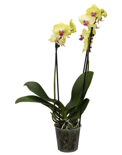 Orchidee, gelb, 2-rispig