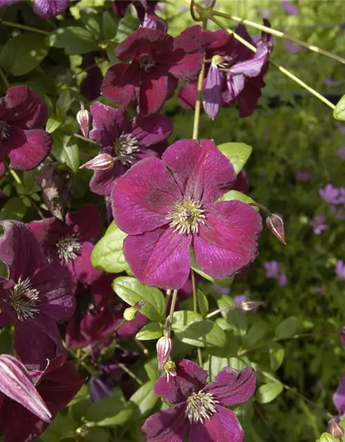 Clematis viticella 'Royal Velours'