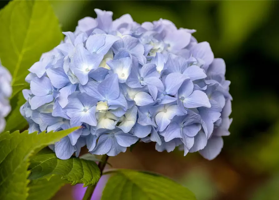 Hydrangea macrophylla 'Endless Summer'® blau