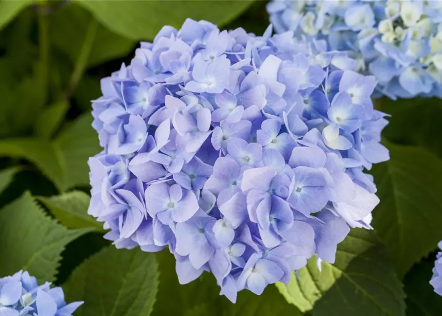 Hydrangea macrophylla 'Endless Summer'® blau