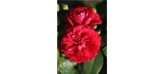 Rosa 'Rouge Meilove'® 