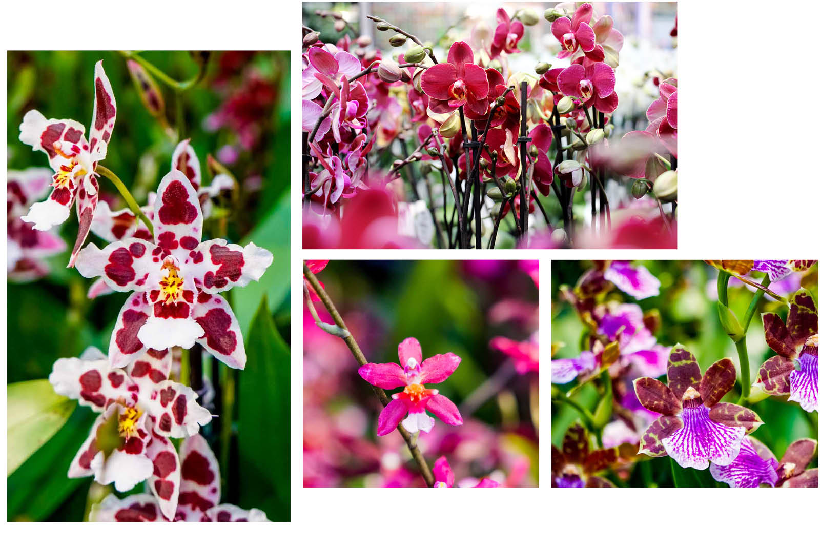 Orchideen Zimmerpflanze Layout.jpg