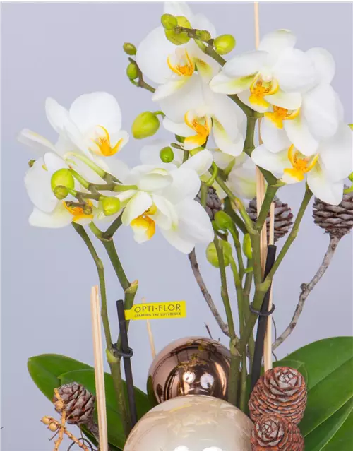 X-Mas Weiße Orchidee