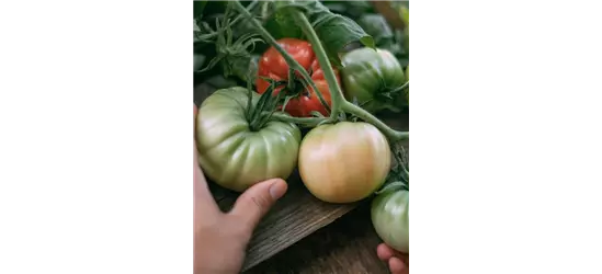 Tomaten Patenschaft Tomatenpaket