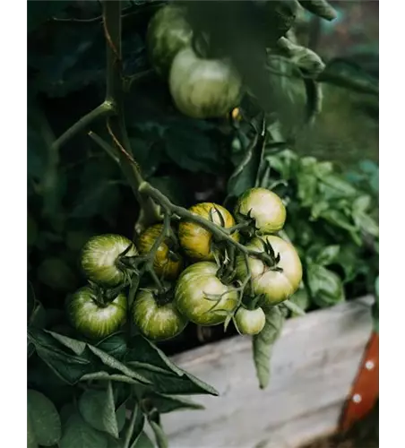 Tomaten Patenschaft Komplettpaket
