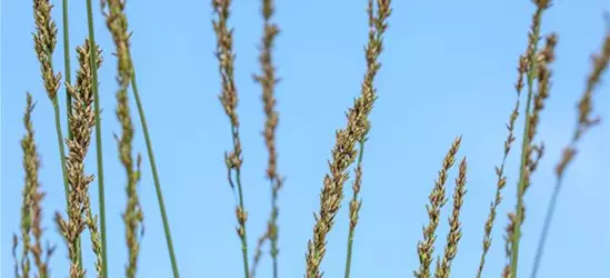 Molinia caerulea 'Heidebraut'