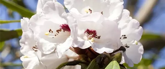 Rhododendron schneiden und pflegen – so gelingt es