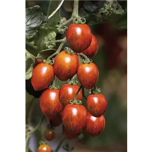 Tomaten Patenschaft Komplettpaket