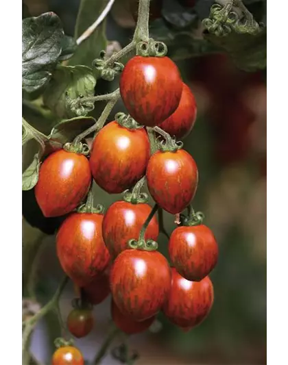 Tomaten Patenschaft Tomatenpaket
