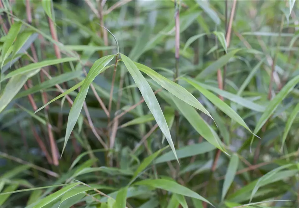 Bambus richtig pflanzen – die Planung und die Arbeit