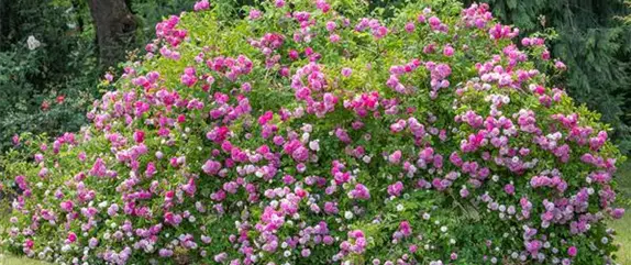 Die Rosenvielfalt begeistert mit vielen Arten