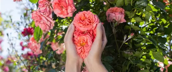 Rosen pflanzen – So erstrahlt die Königin im Garten