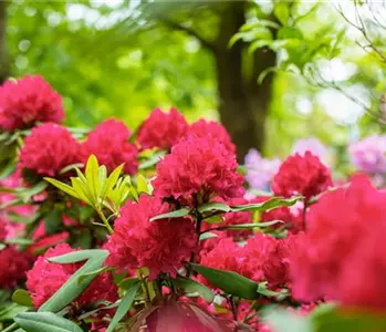 Schön und anspruchsvoll: Rhododendron pflanzen im eigenen Garten