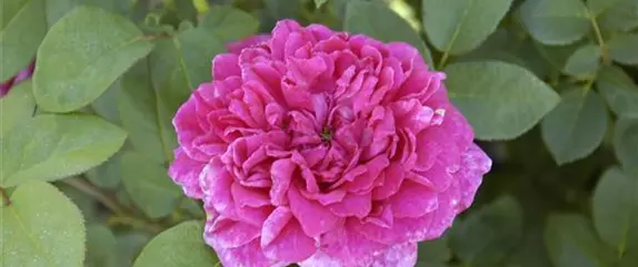 Tipps für die Gartengestaltung mit Rosen