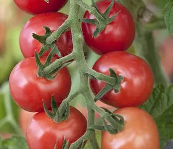 Tomaten – vielseitiges Gemüse für drinnen und draußen