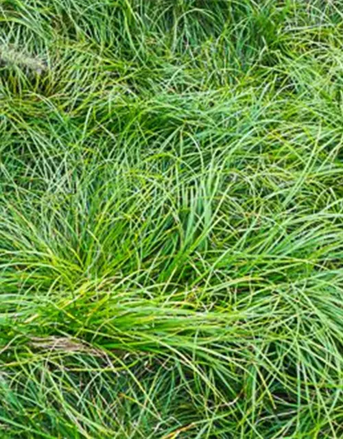 Carex umbrosa