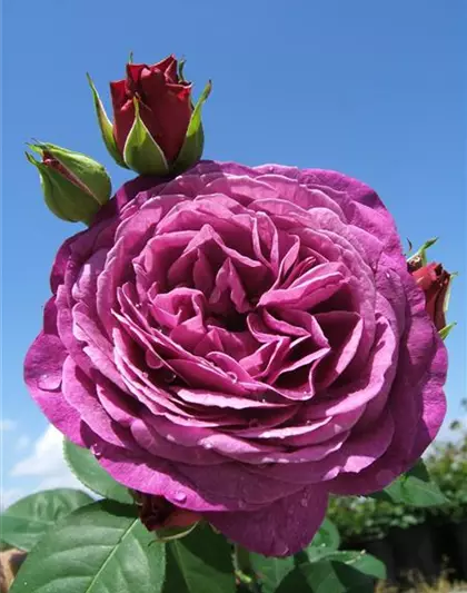 Beetrose 'Heidi Klum-Rose'®