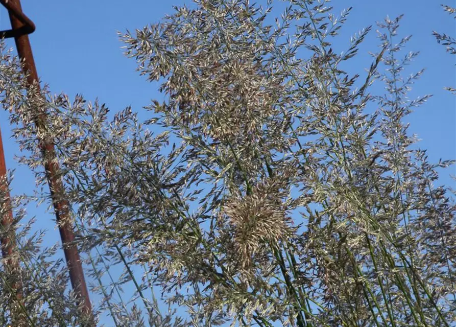 Calamagrostis x acutiflora 'Waldenbuch'