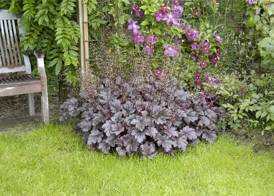 Garten-Silberglöckchen 'Palace Purple'