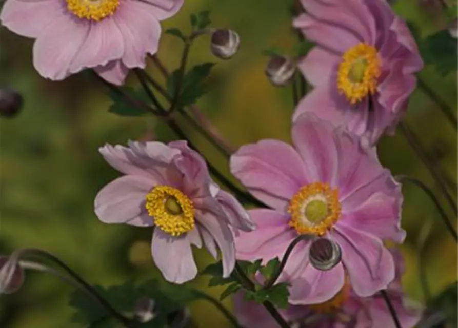 Filzige Garten-Herbst-Anemone 'Serenade'