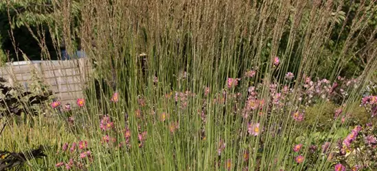 Kleines Garten-Pfeifengras 'Heidebraut'