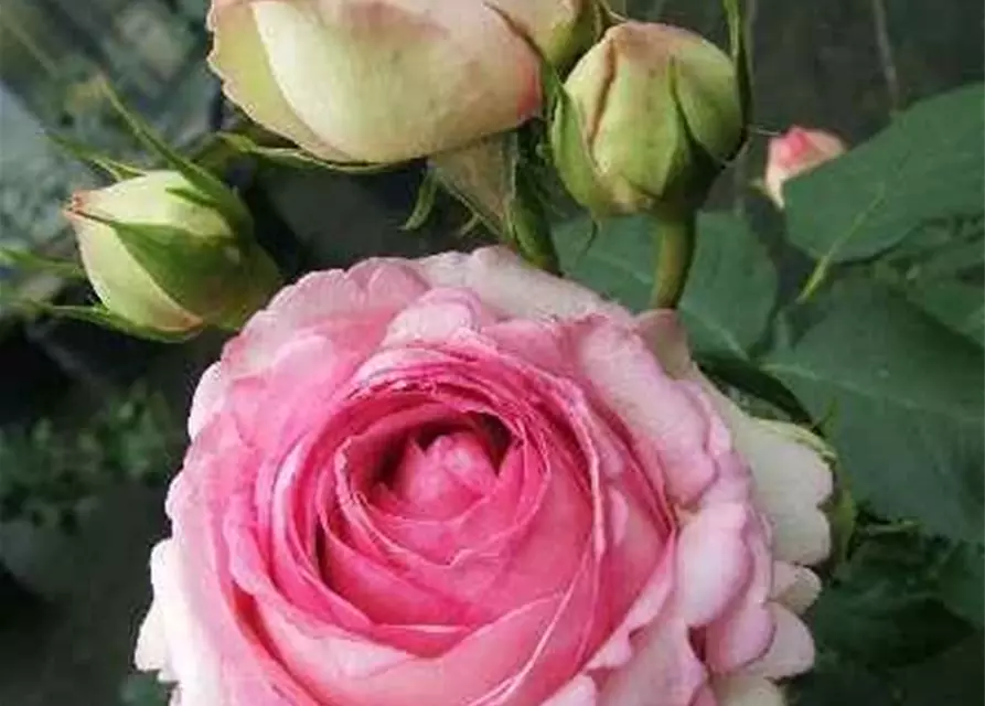 Strauchrose 'Eden Rose 85'®