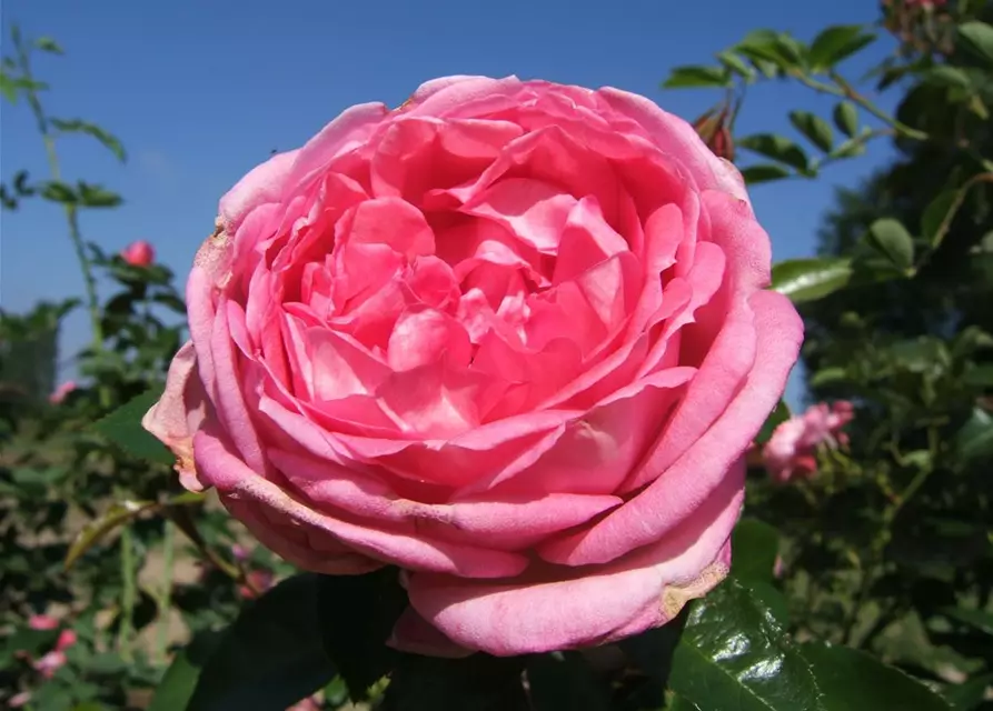 Strauchrose 'La Rose de Molinard'