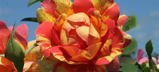Strauchrose 'Rose des Cisterciens'®