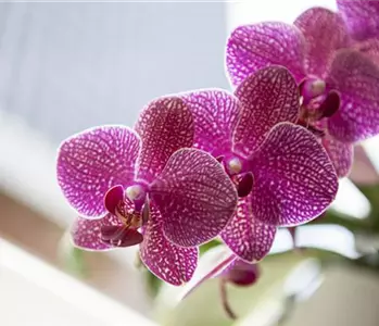 Orchideen – Arten und allgemeine Pflegetipps im Überblick