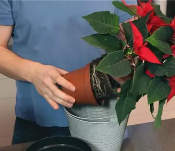 Weihnachtsstern – Einpflanzen in ein Gefäß