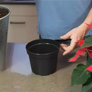 Weihnachtsstern – Einpflanzen in ein Gefäß