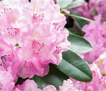 Rhododendronarten und -sorten – Die schönsten Kandidaten