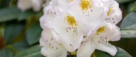 Rhododendron kaufen und den Garten bunt gestalten