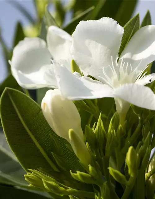 Nerium oleander, weiß