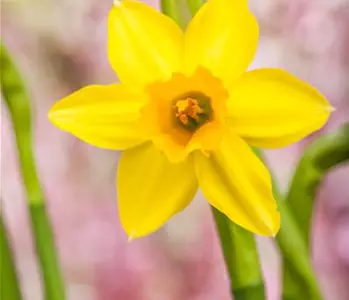 Narzissen – Frühling im Garten