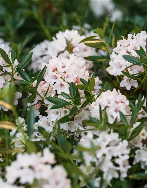Rhododendron 'Bloombux'®