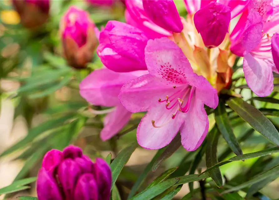 Pontischer Rhododendron 'Graziella' - Hecke