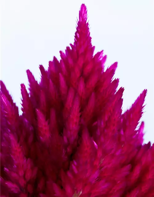 Celosia argentea var. plumosa