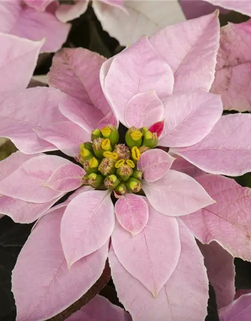 Euphorbia 'Princettia'®