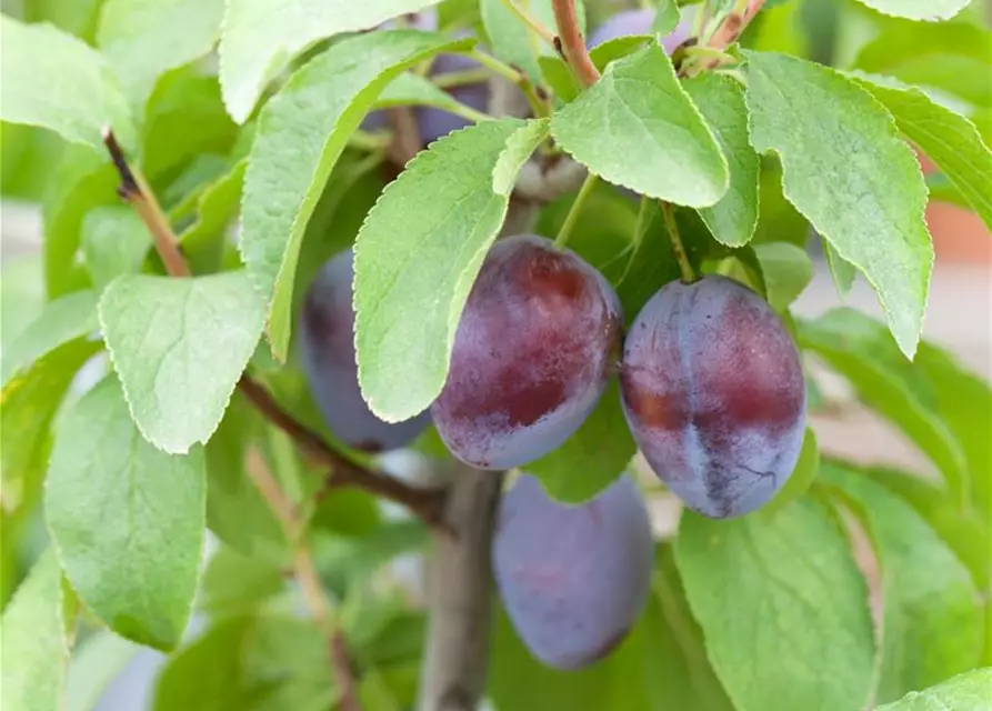 Prunus domestica subsp. domestica 'Hanita'(s)