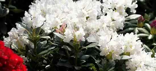 Rhododendron 'Cunningham´s White'