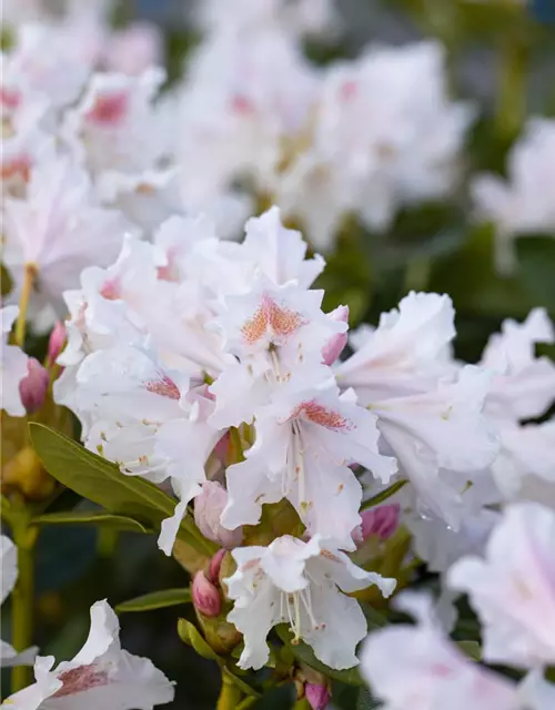 Rhododendron 'Cunningham´s White'
