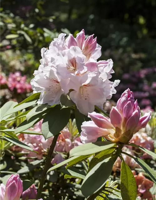 Rhododendron Hybride (großblumig)