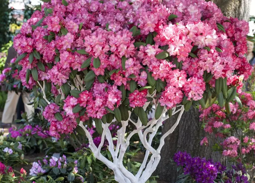 Rhododendron yakushimanum