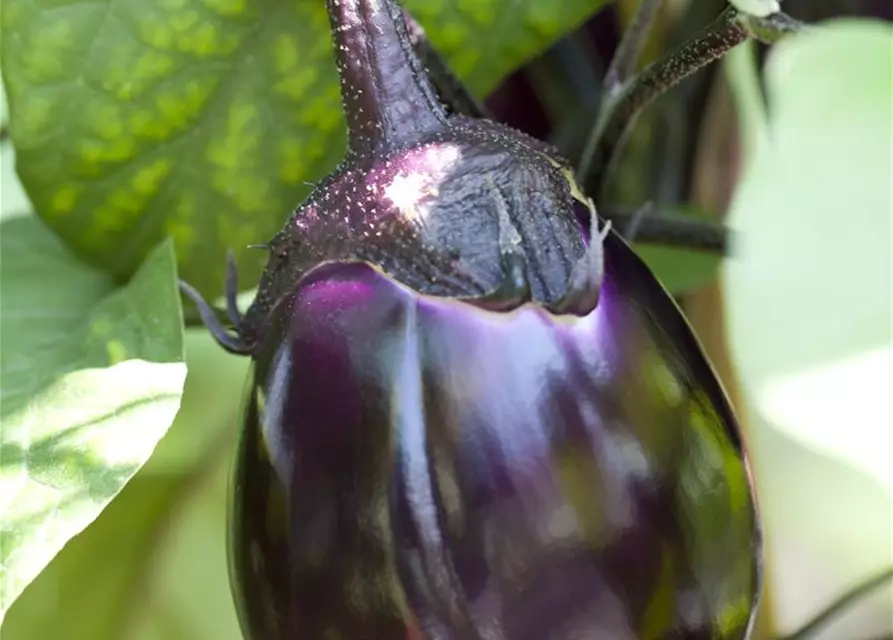 Solanum melongena