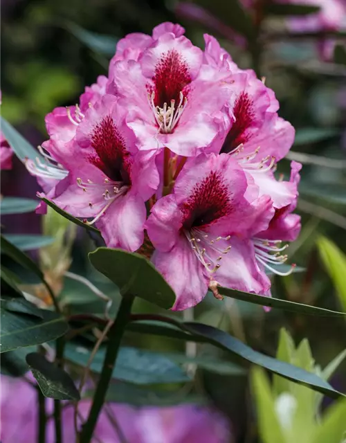 INKARHO® Rhododendron