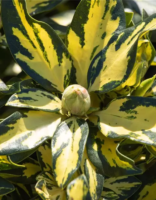 Rhododendron 'Blattgold'