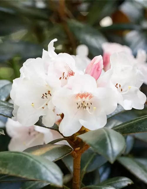Rhododendron 'Hydon Velvet'
