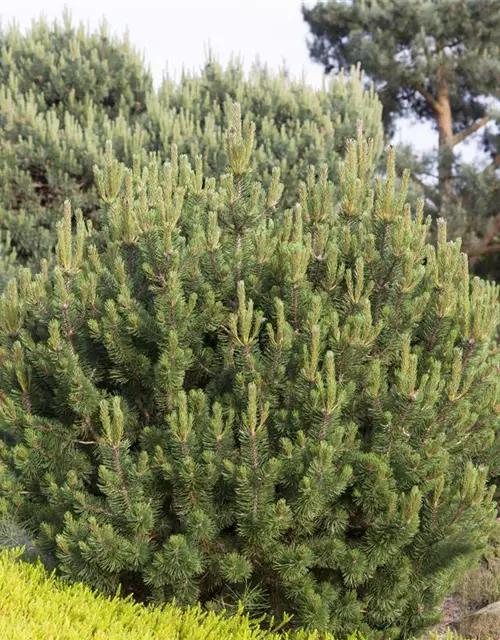 R Pinus mugo 'Pumilio'